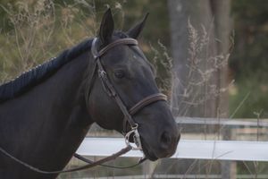 Close-up portrait of dark bay horse wearing bridle outdoors near fence.