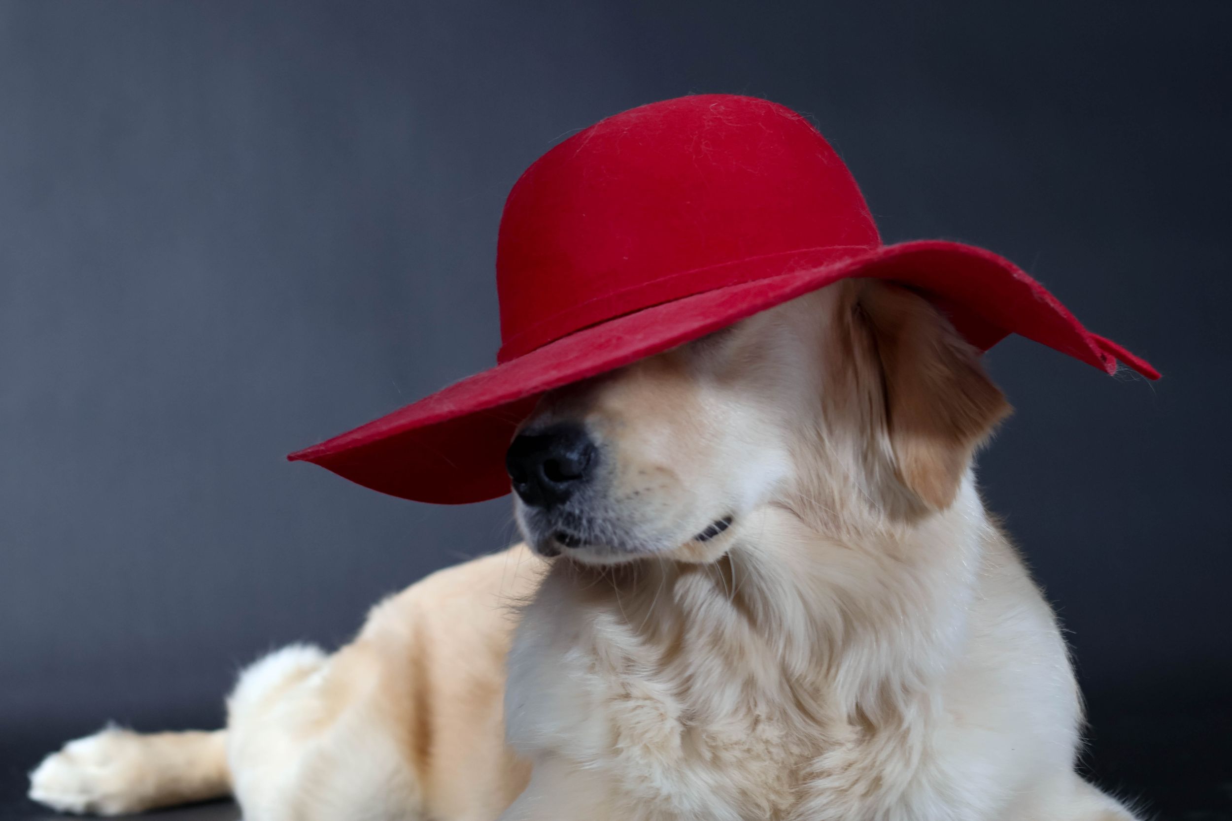 An adorable Golden Retriever wearing a wide-brimmed red felt hat poses against a dark background.