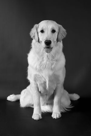A fluffy Golden Retriever sits posed against a dark gray background in a black and white portrait.