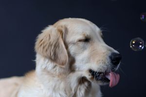 A playful Golden Retriever sticks out its tongue while watching soap bubbles float nearby.