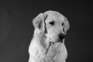 An elegant Golden Retriever gazes softly to the side in a black and white studio portrait photo.