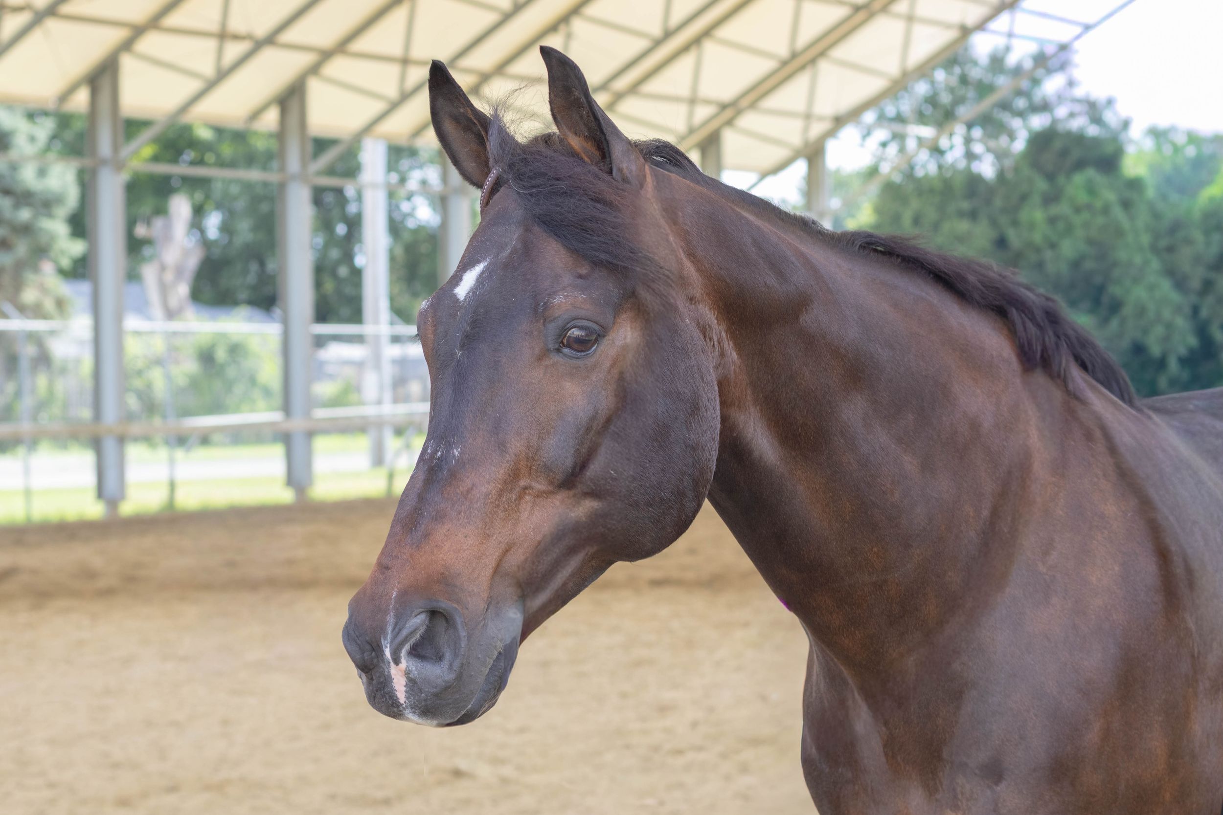 A close-up portrait of a beautiful brown bay horse standing in a sandy equestrian arena under a covered shelter.