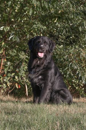 A fluffy black Labrador mix sits on green grass in front of lush green bushes with tongue out.