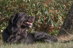 A black Flat-Coated Retriever rests on grass beside a tree with red berries in natural light.