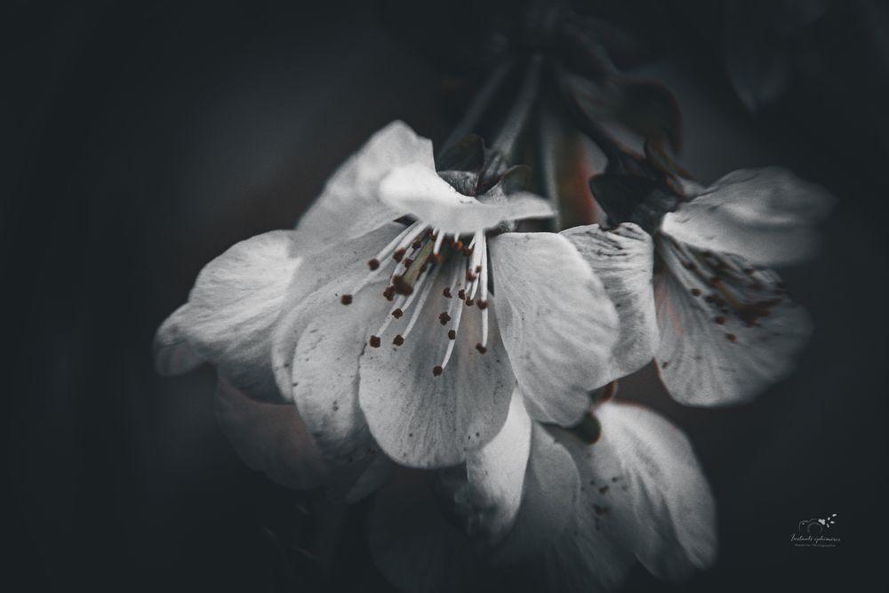 Fleurs de Sakura, Fleurs de cerisiers, en édition art limitée, décoration murale
Sandrine Photographie - instants éphémères -Hauts-de-France