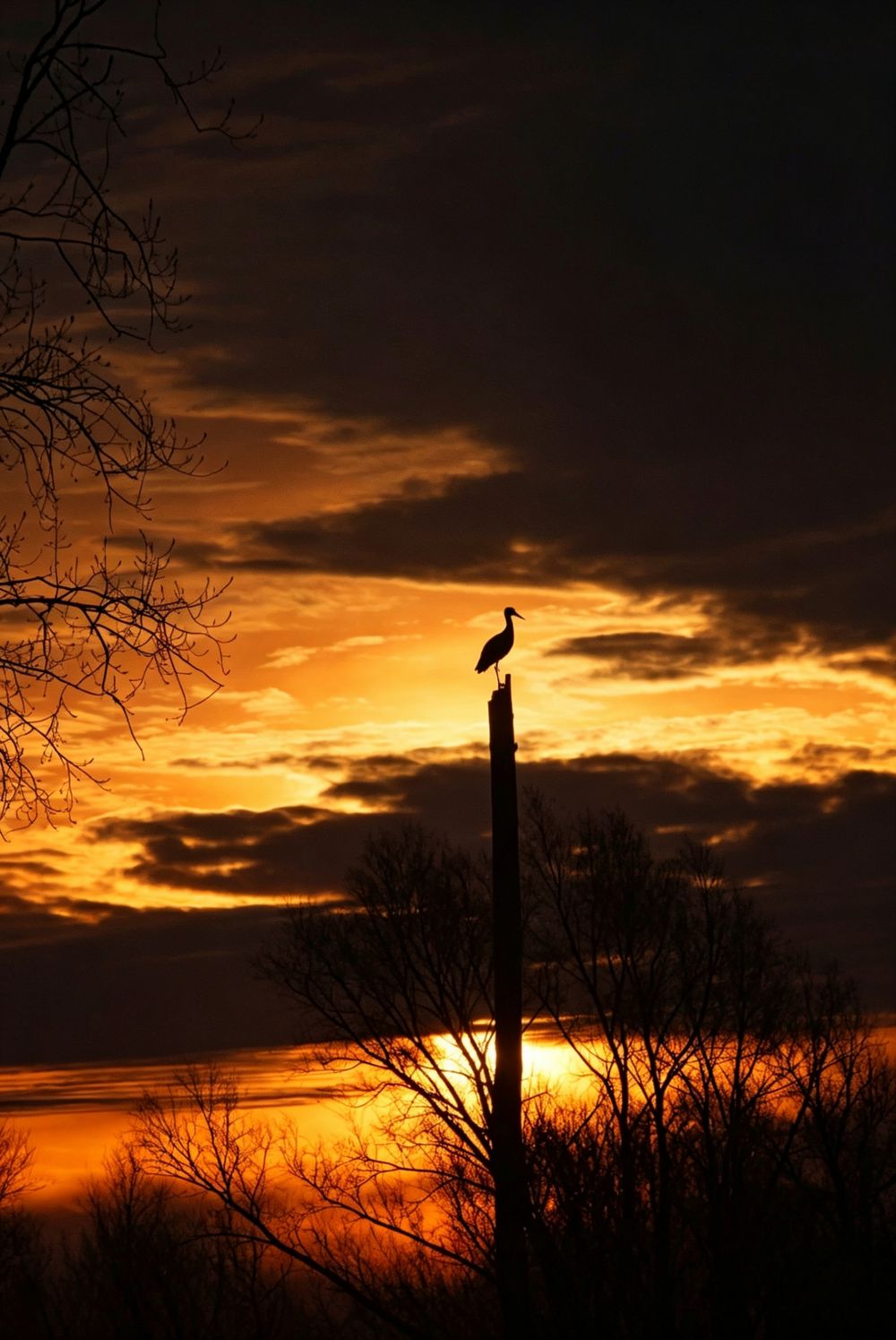 Photo lever du jour, à Nempont, Pas-de-Calais, Hauts-de-France.
Photographie de paysage, nature et faune locale.  Silhouette d'un héron
