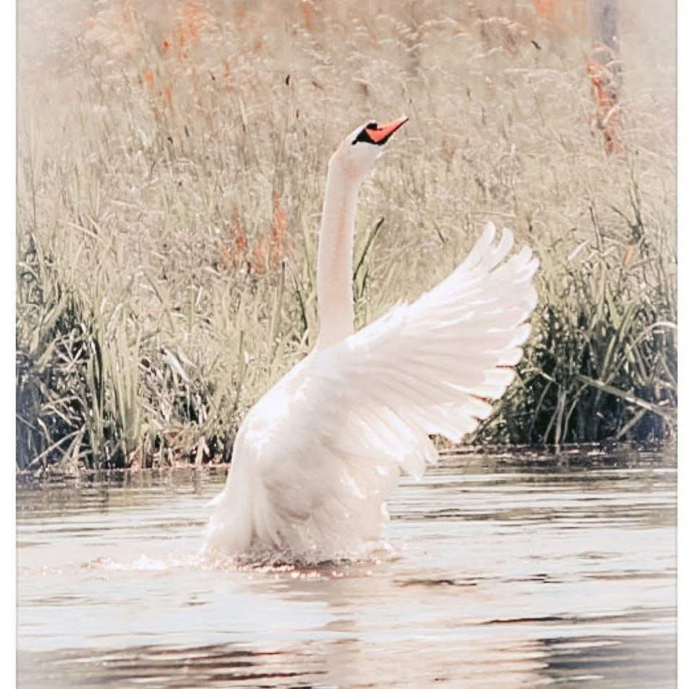 Il suffira d'un cygne,  photographie portrait faune. Régniere-Ecluse, photographie d'extérieure, pour une décoration murale, tout en douceur