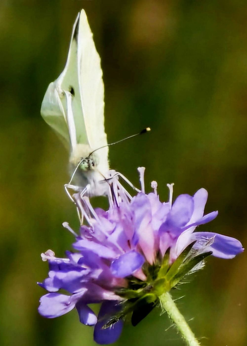 La délicatesse d'un papillon. Photographie nature, insecte.
Décoration murale, en vente dans ma boutique photo