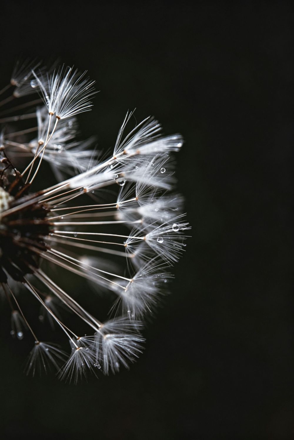Photographie d'art des pistils de pissenlit; Décoration murale.
En édition limitée, immortalisation d'un éphémère.