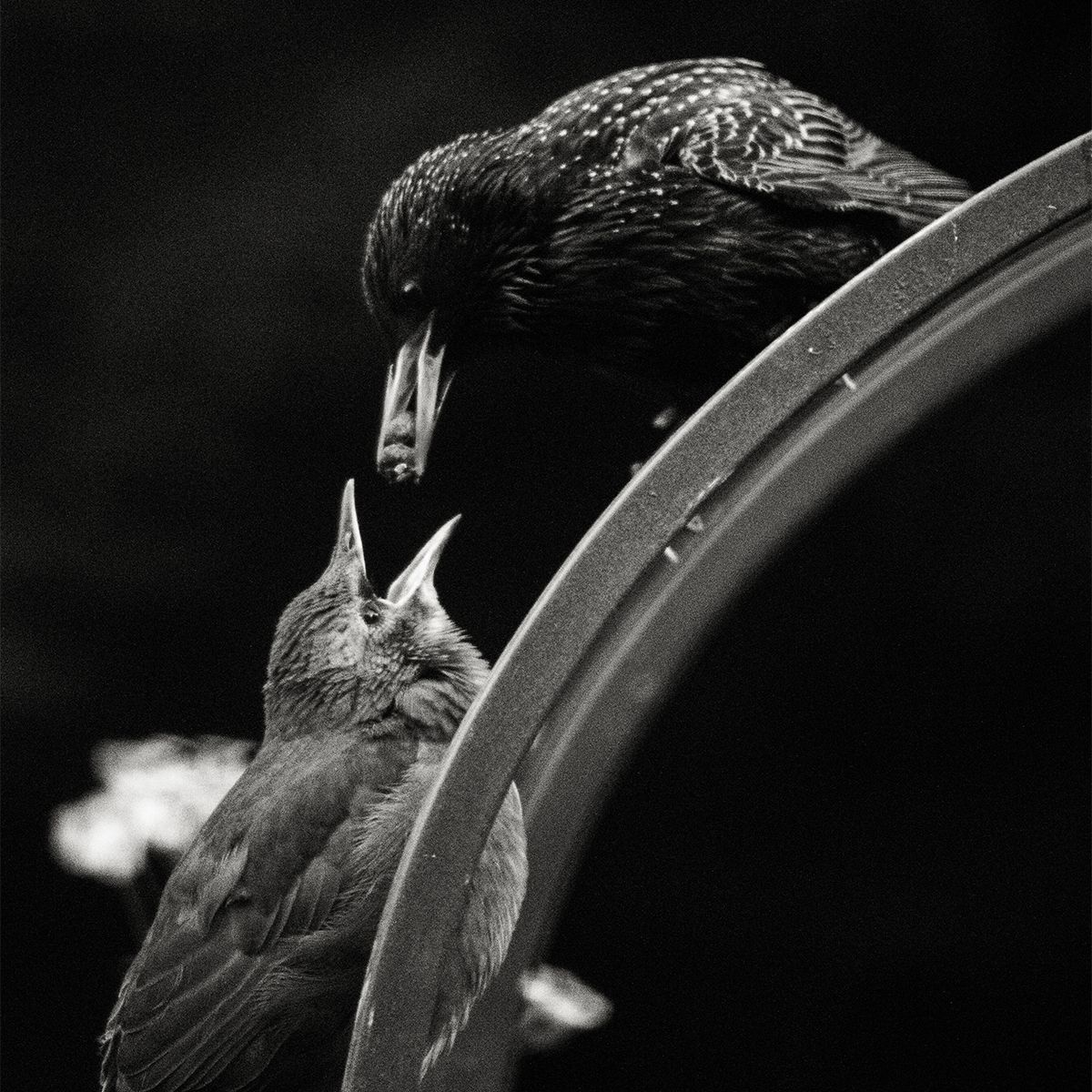 Black and white photo of an adult starling feeding its young chick perched on a curved metal rim.