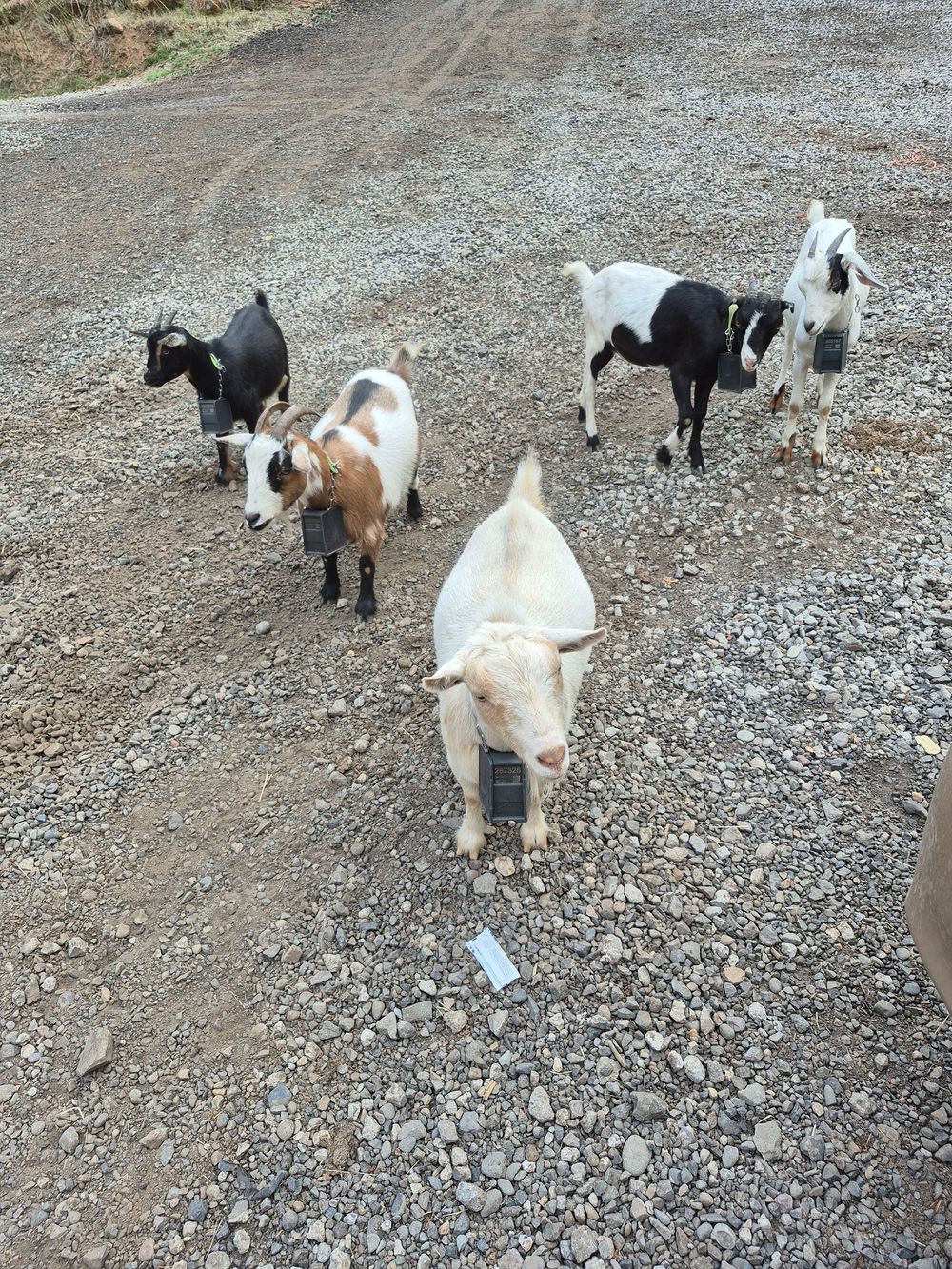 Our Goats