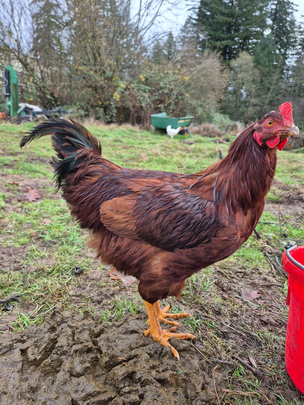 Mr. Rooster