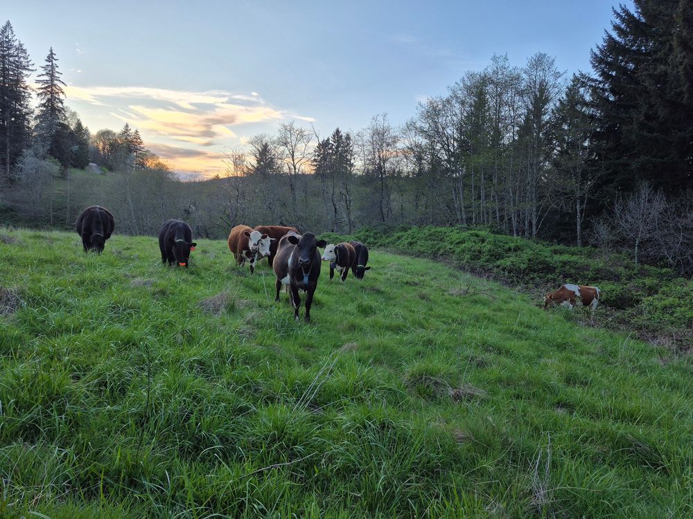 Our Cow Herd