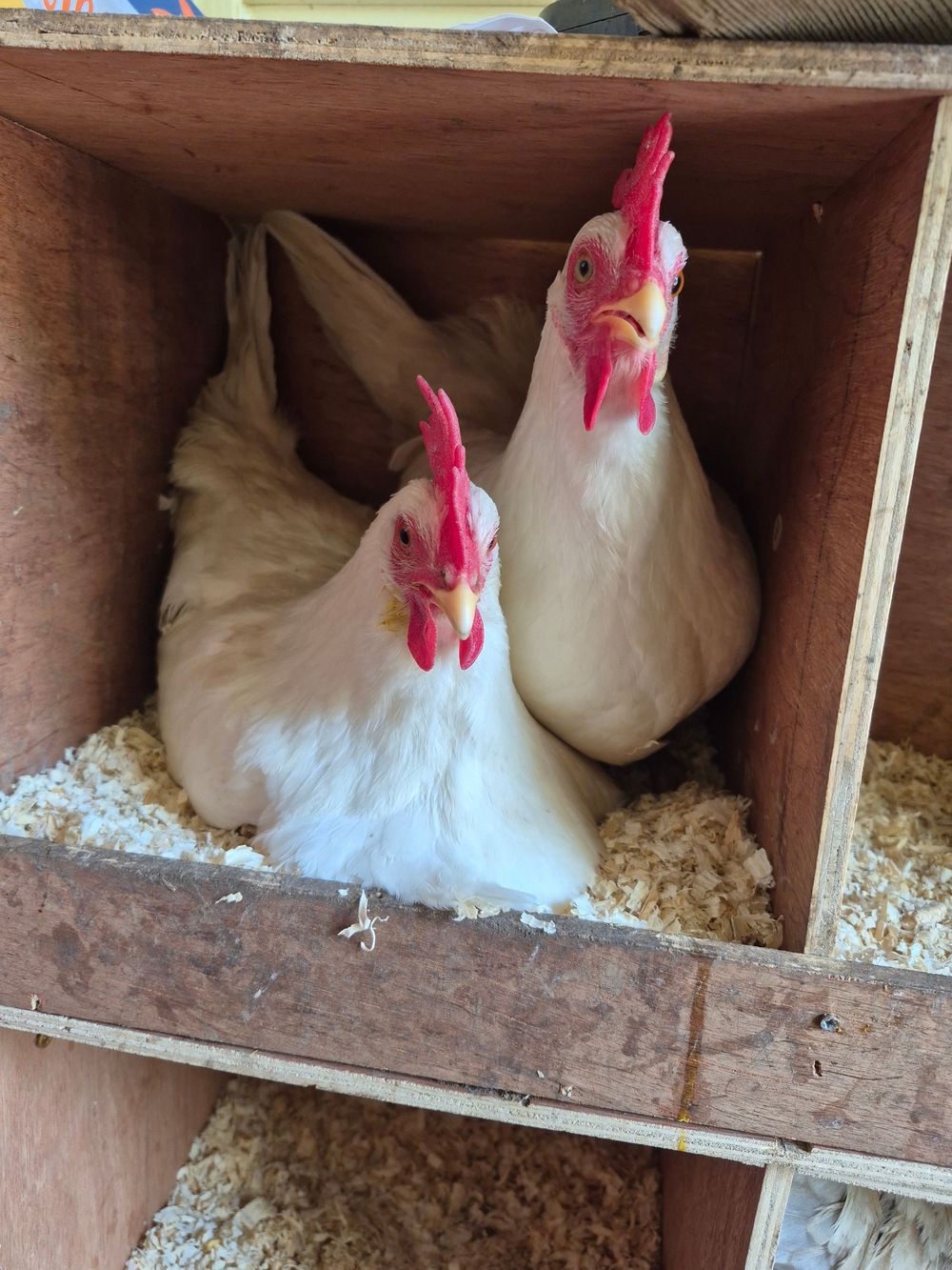 Nest Box Besties
