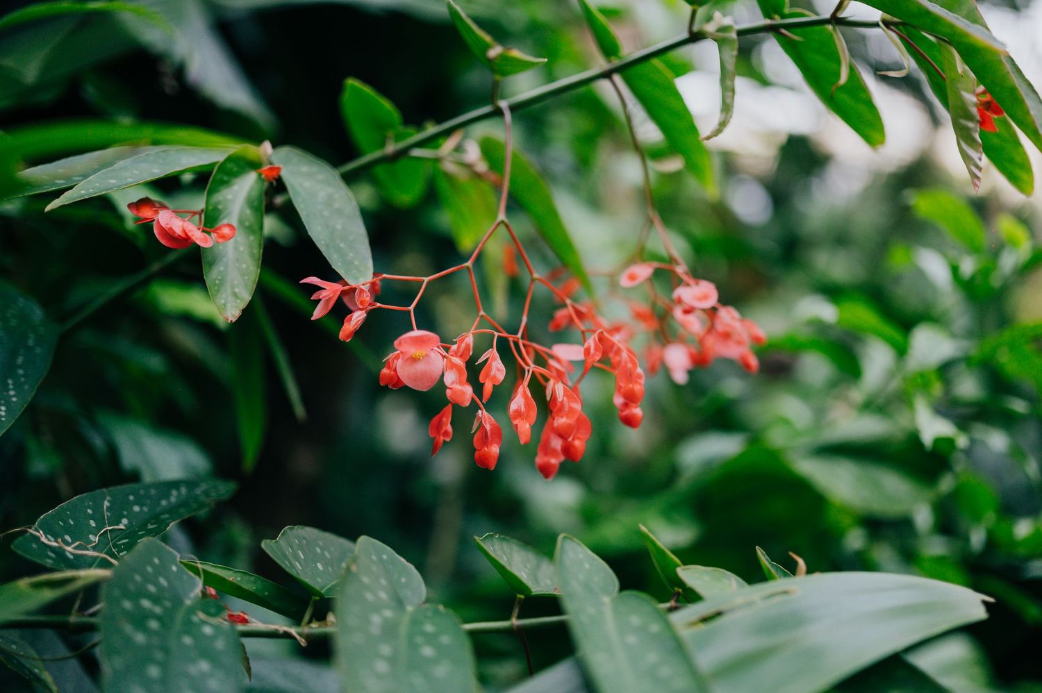 Close-up of vibrant red hanging flowers with lush green leaves in a tropical garden setting.