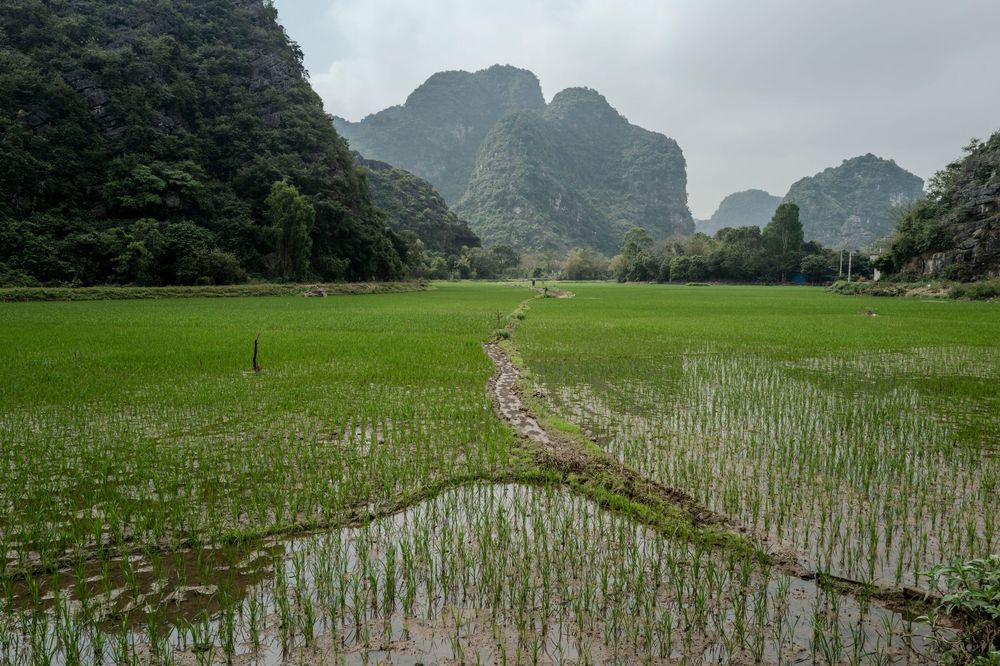 Lush green rice paddies stretch across a valley with dramatic karst limestone mountains rising in the misty background in Vietnam.