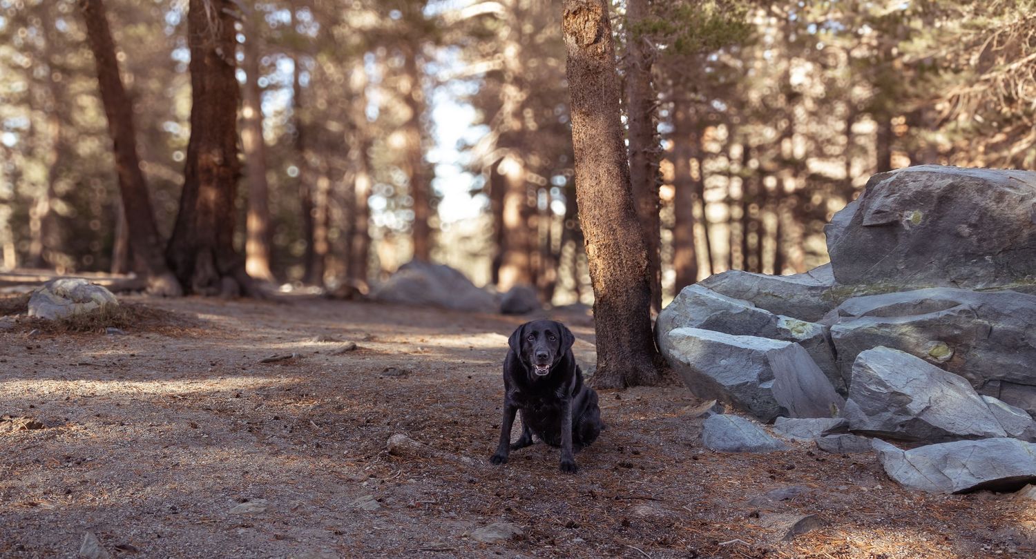 A white Husky dog stands on a fallen log in a lush forest setting with green trees and shrubs.