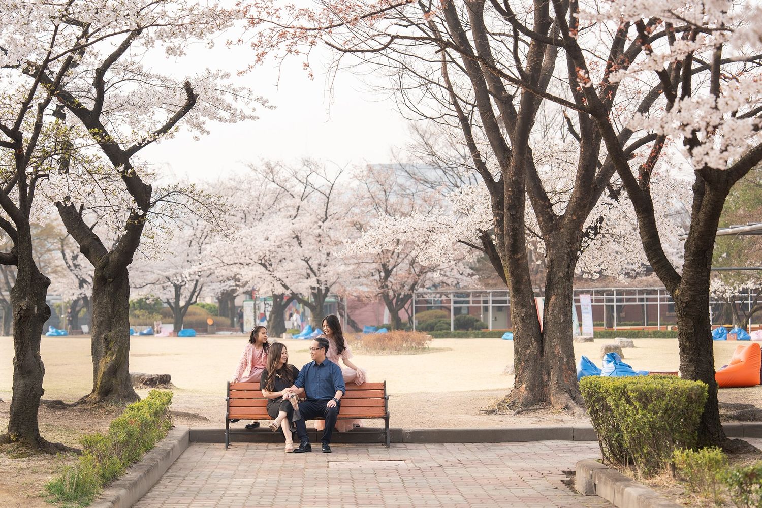 People sitting on a bench under blooming cherry blossom trees in a peaceful park during spring.