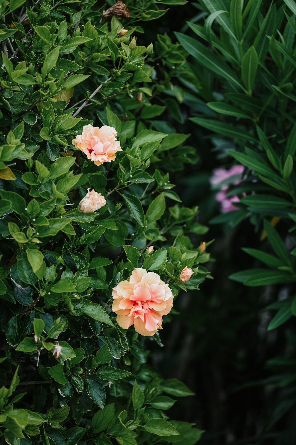 Blooming peach hibiscus flowers with lush green leaves on a bush in a tropical garden setting.