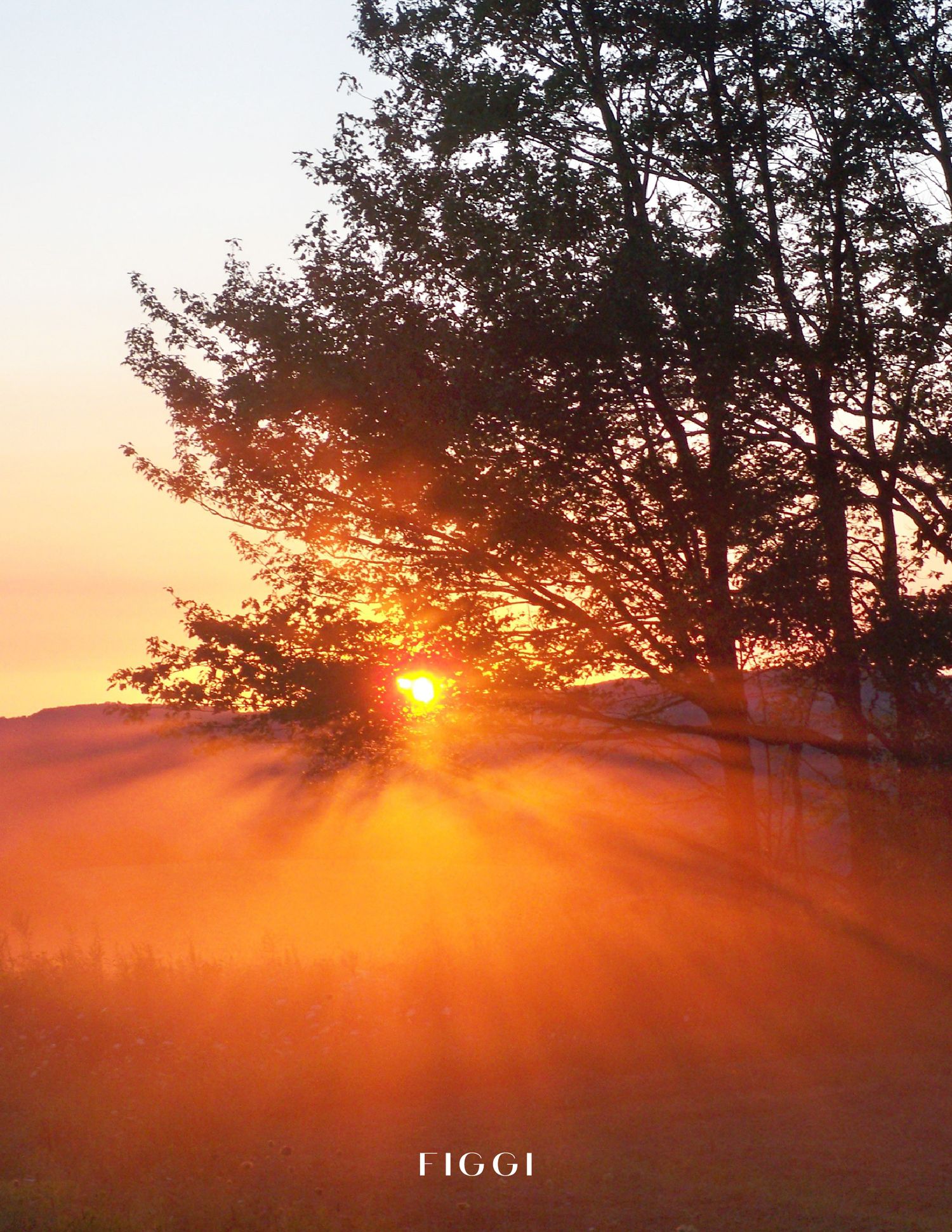 Golden sunset rays burst through silhouetted tree branches over a misty field, creating a dramatic warm orange glow.