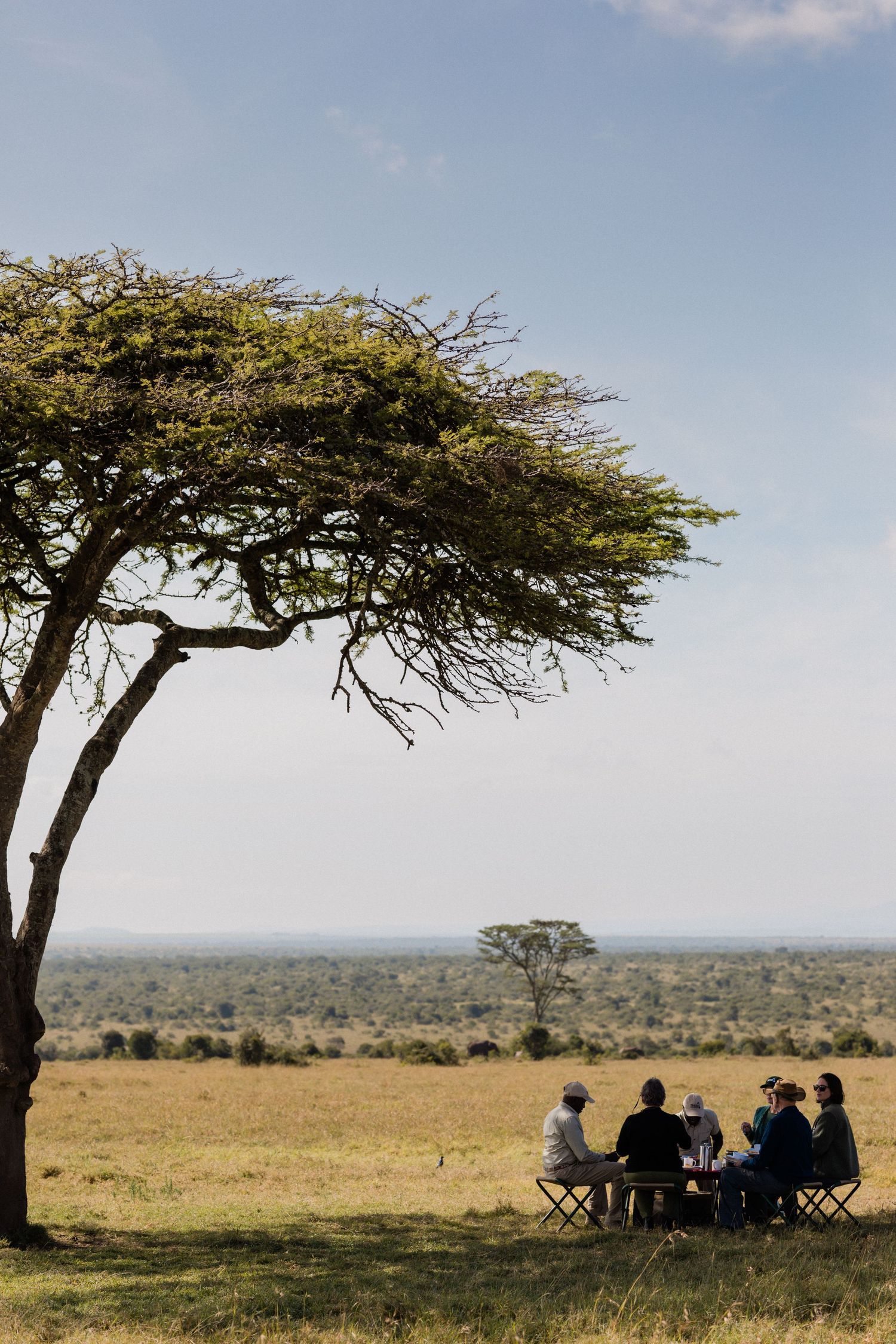 Group of safari travelers dining under an acacia tree on the African savanna with vast grasslands stretching to the horizon.