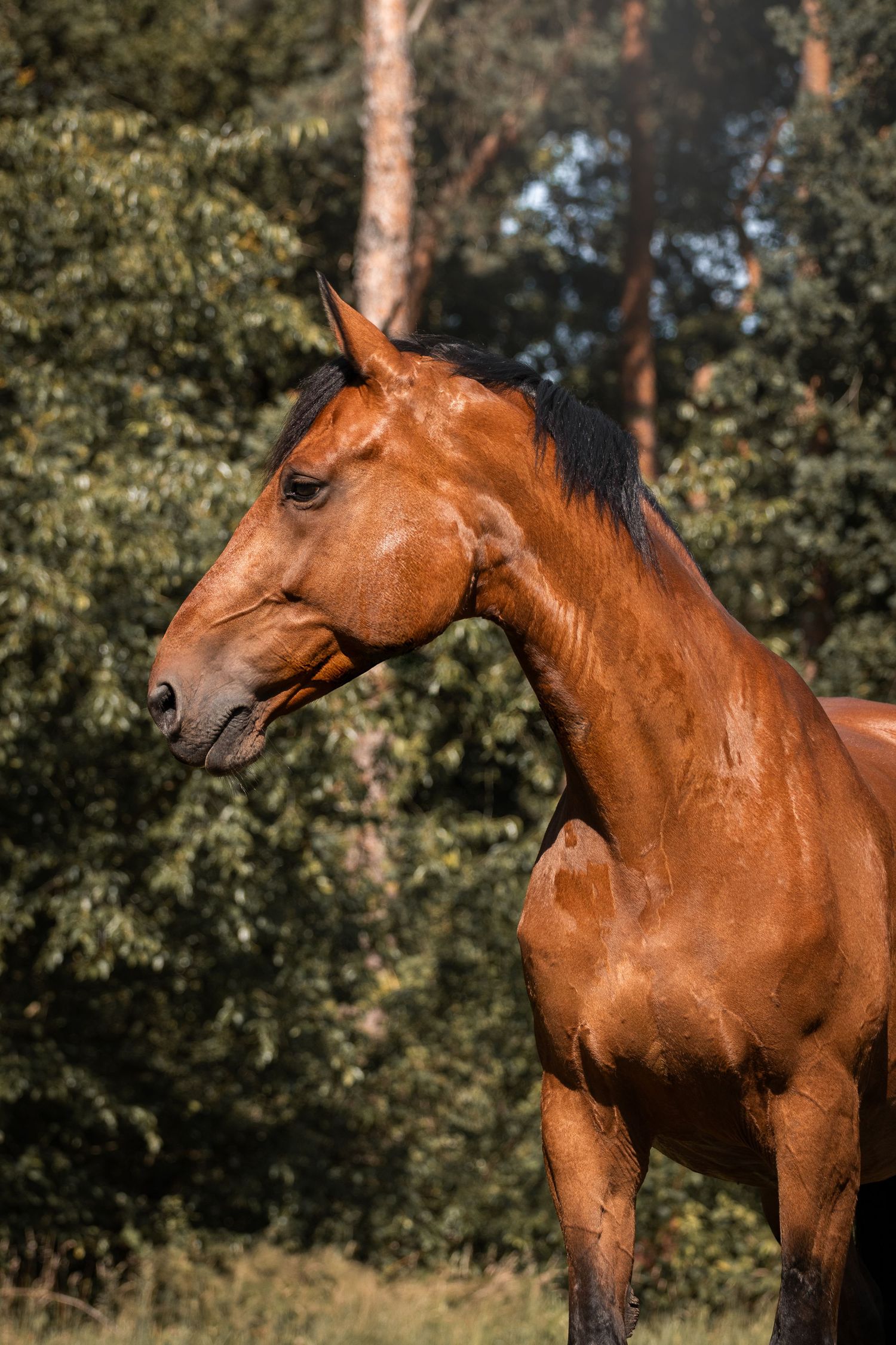 Paardenfotografie Zoefotografeert