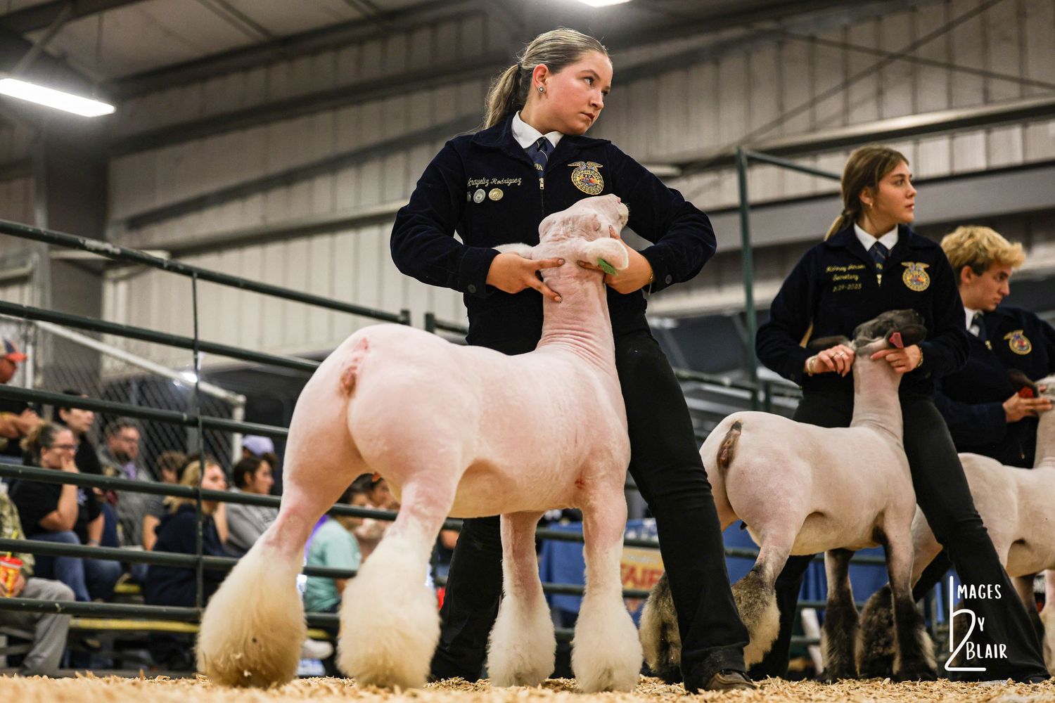 A girl with red hair in a FLOR jacket leads a black cow at a livestock show competition.