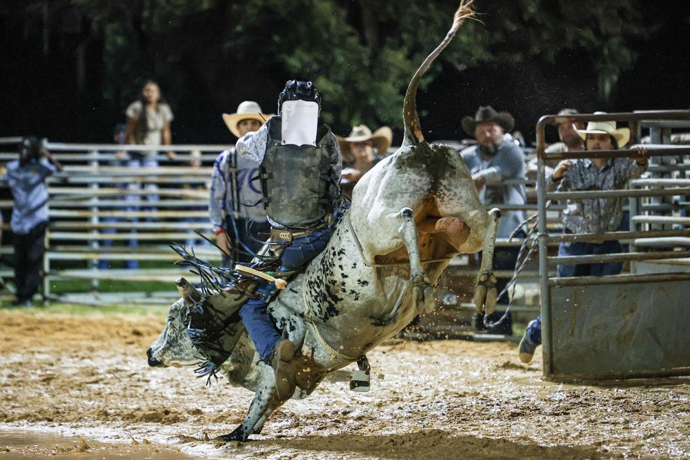 A cowboy rides a bucking bull at a rodeo event with spectators watching from behind the fence.