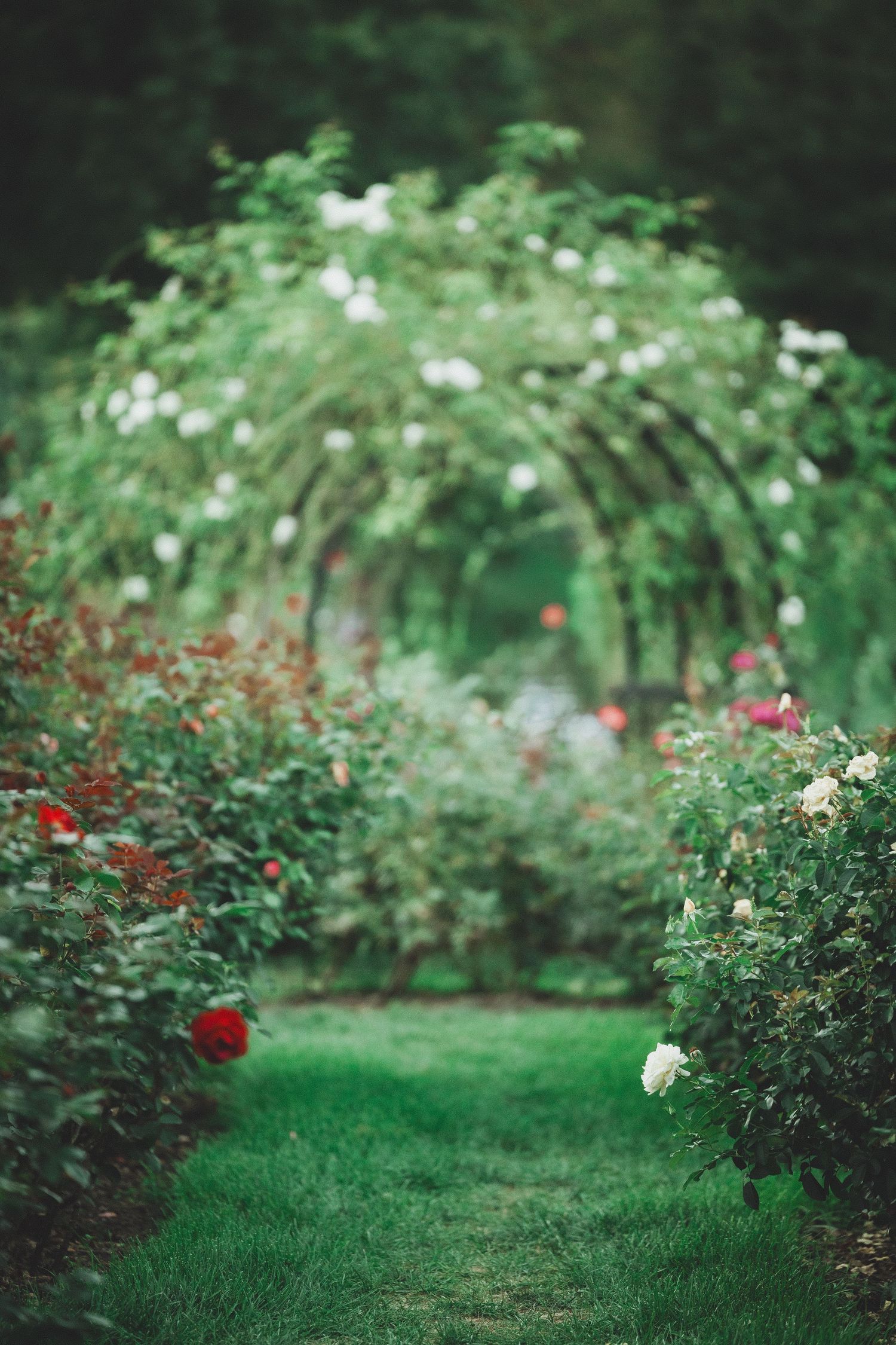 The Bon Air Rose Garden, A lush garden path lined with red and white roses leads through a flowering arch tunnel.
