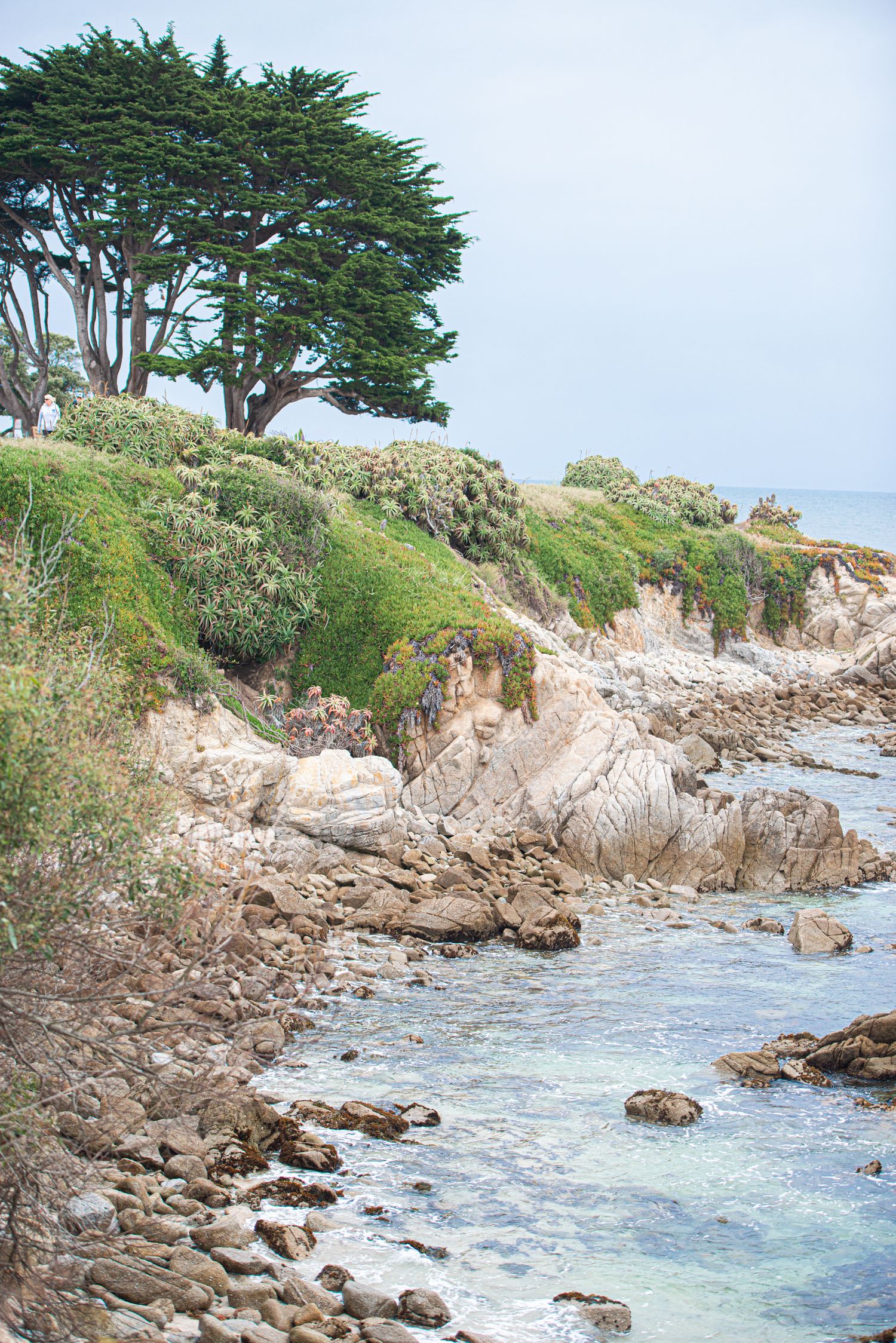 Rocky coastal shoreline with cypress trees and green shrubs atop rugged cliffs meeting calm blue ocean waters.
