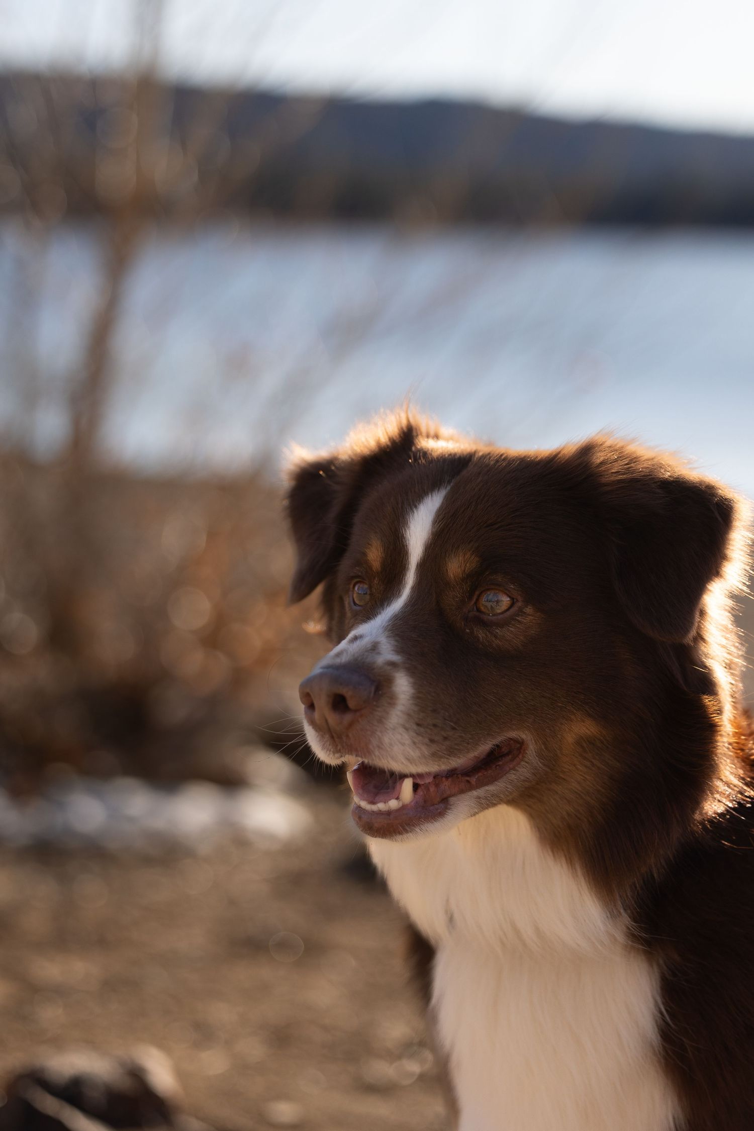 A brown and white Australian Shepherd dog smiling outdoors near a lake with golden sunlight and blurred natural background.