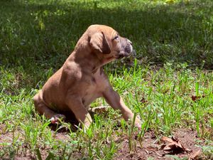 A brown boxer puppy sitting in green grass on a sunny day, scratching itself in a backyard.
