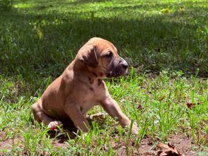 A young brown Boxer puppy sits in green grass outdoors, looking alert in a sunny backyard setting.