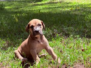 Adorable brown Rhodesian Ridgeback puppy sitting in green grass outdoors on a sunny day.