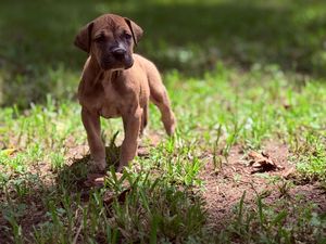 A small brown Rhodesian Ridgeback puppy stands alert on a grassy lawn, looking curiously at the camera.