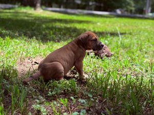 Brown puppy sitting in green grass holding a toy in its mouth on a sunny day.