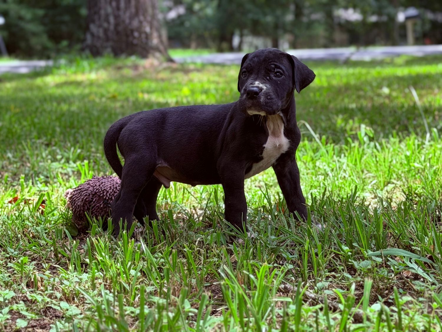 Tiny black newborn puppy with white markings resting on a fluffy white fur blanket.
