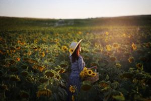 A dreamy sunset view of a person in a gingham dress walking through a beautiful sunflower field.