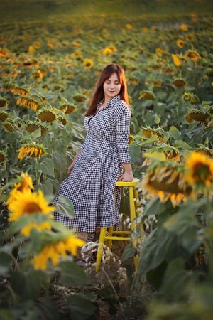 Person in a checkered dress poses on a yellow stool amidst a field of blooming sunflowers.