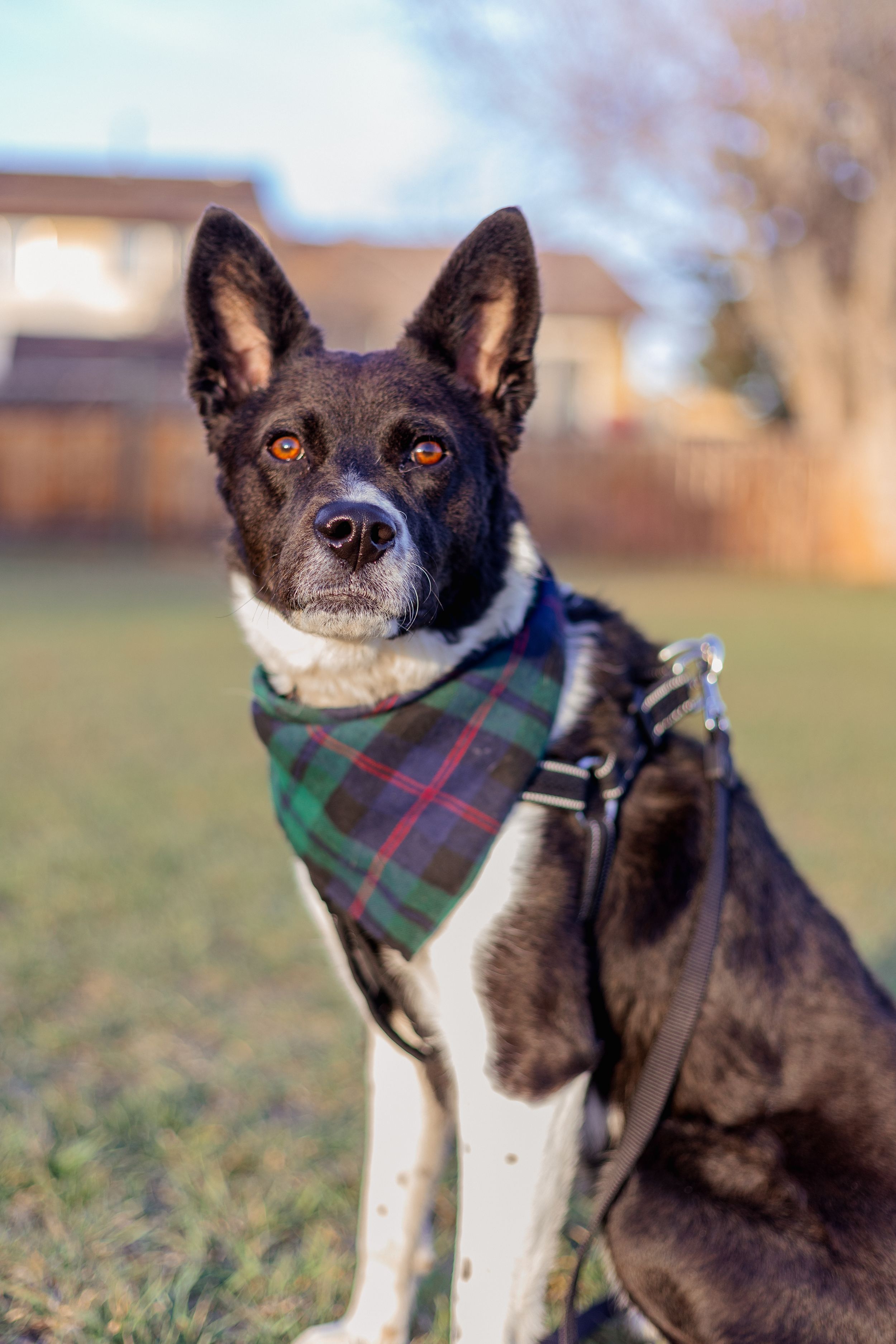 A border collie mix dog stares at the camera wearing a black harness and green and red plaid bandana.
