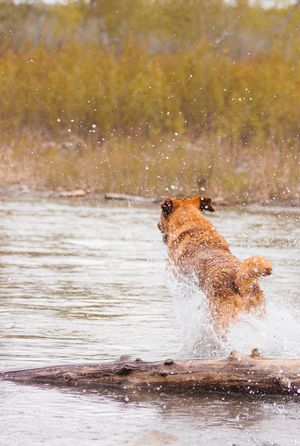 A brown coloured dog runs away from the camera in the river.
