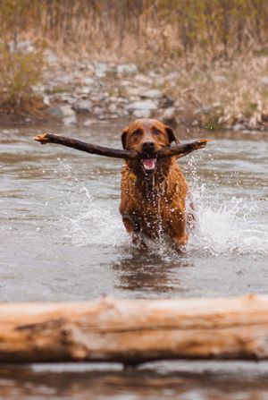 A chocolate coloured dog runs in the river toward the camera holding a stick in it's mouth.