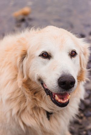A picture of a golden coloured, older dog looking at the camera.