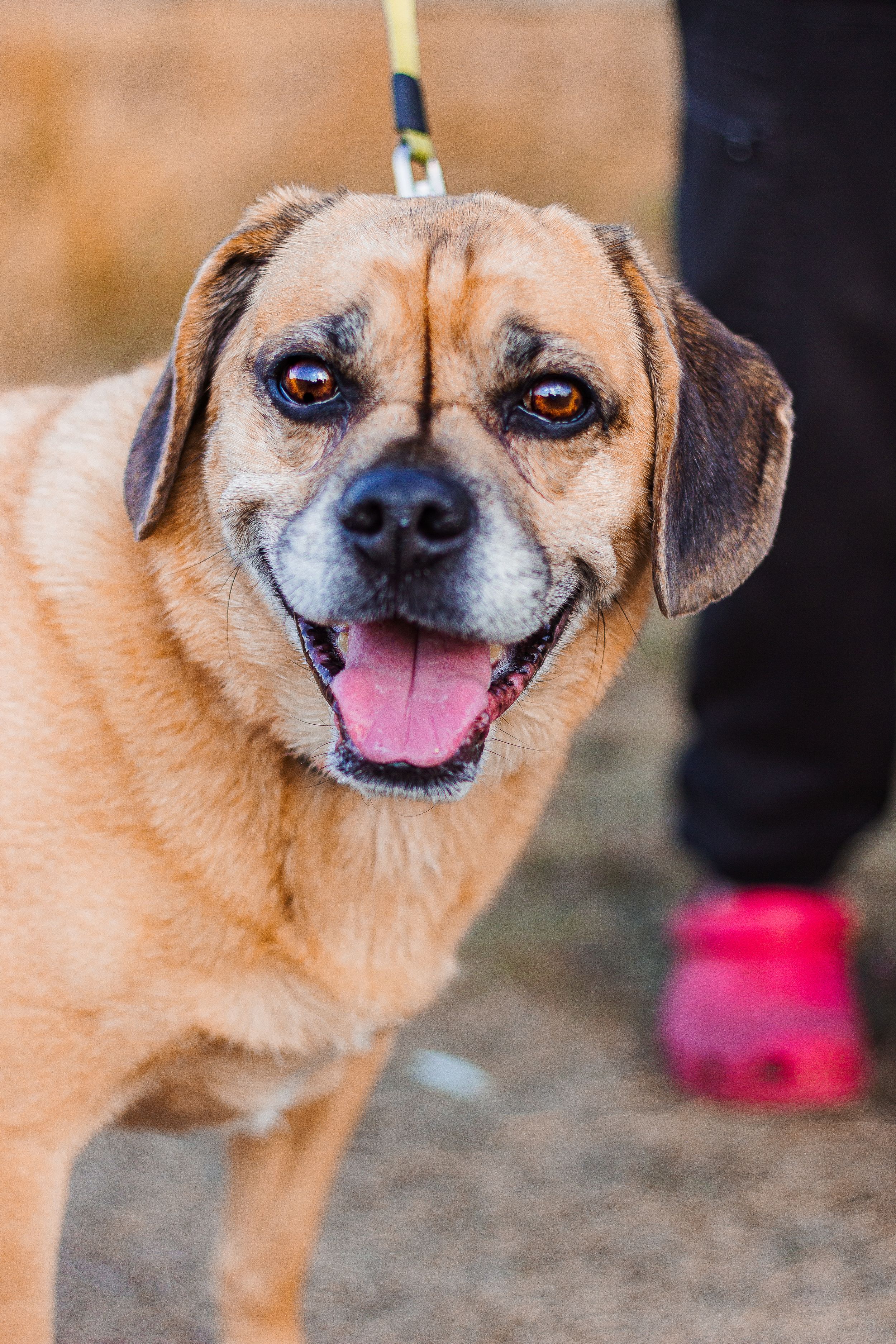 A pug mix dog looks at the camera with it's mouth open.