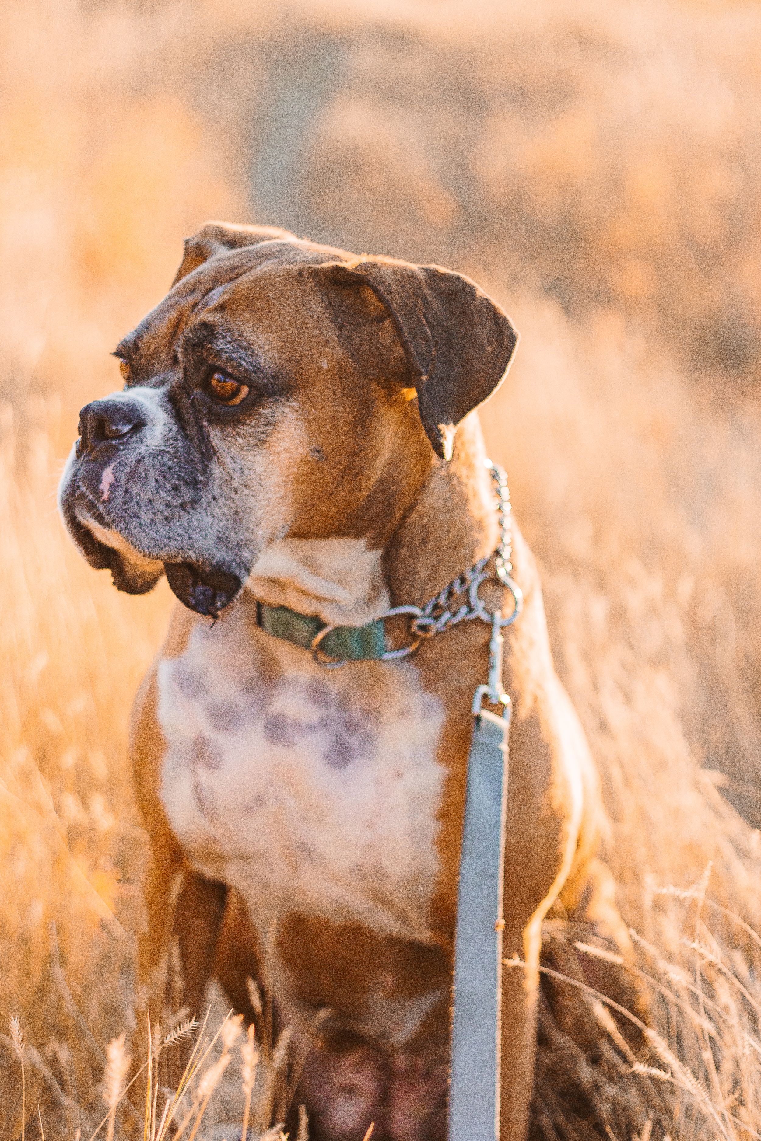 A boxer looks off in the distance away from the camera while the sunsets. It wears a blue collar.