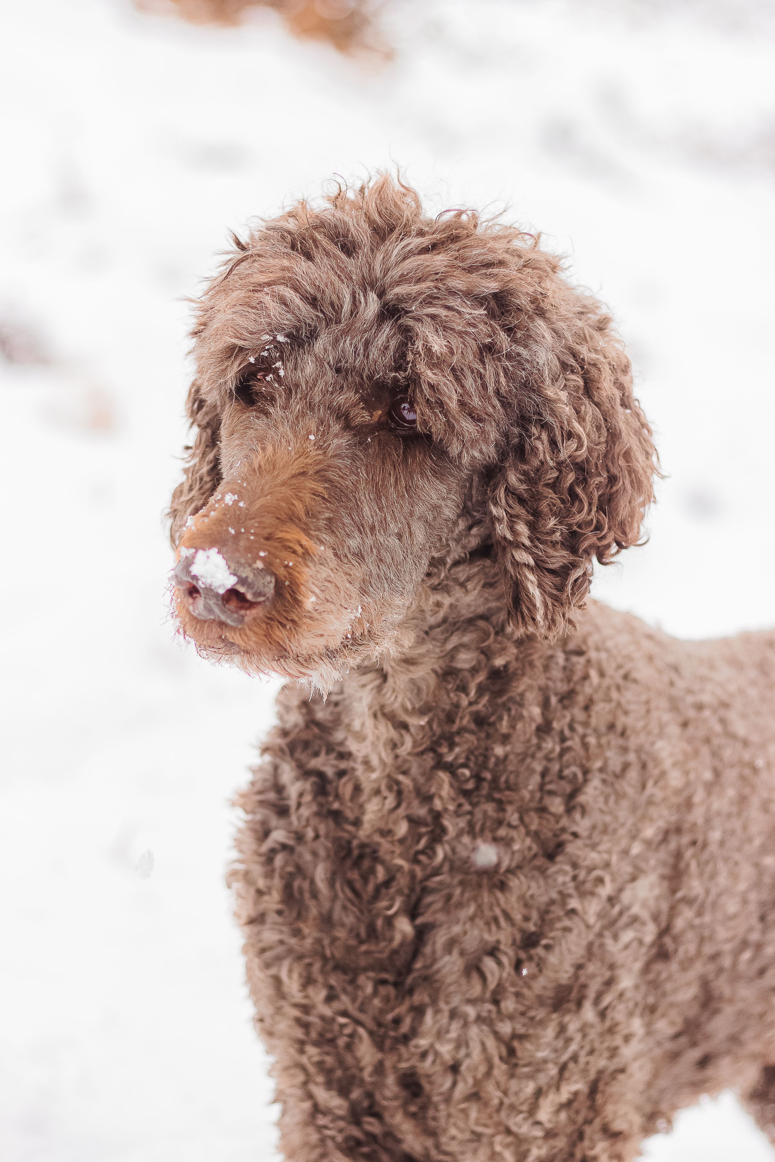 A brown poodle dog looks beside the camera. It has snow on it's nose and has a snow background.