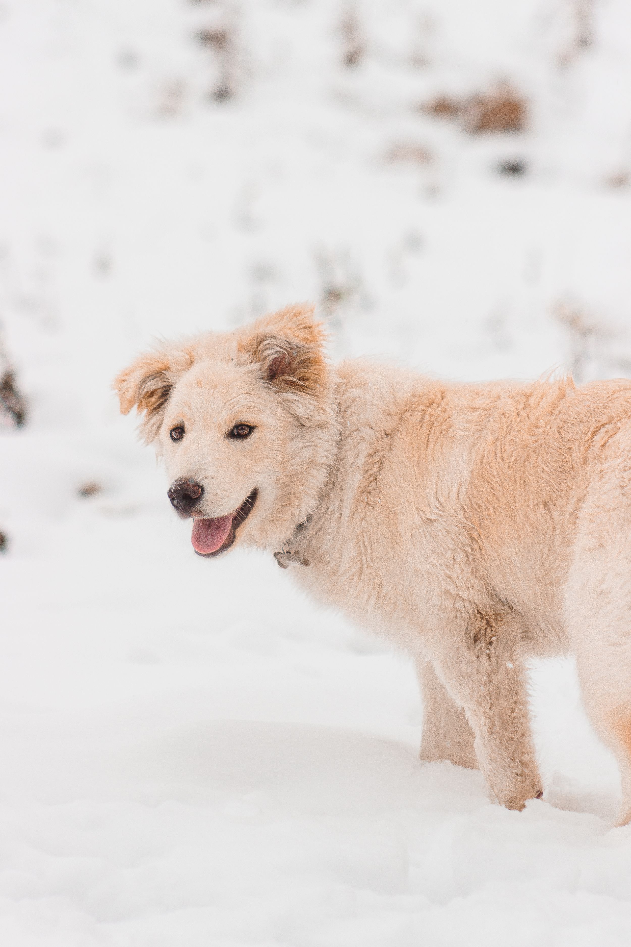 A white puppy is in the snow. It stares beside the camera with it's mouth open.