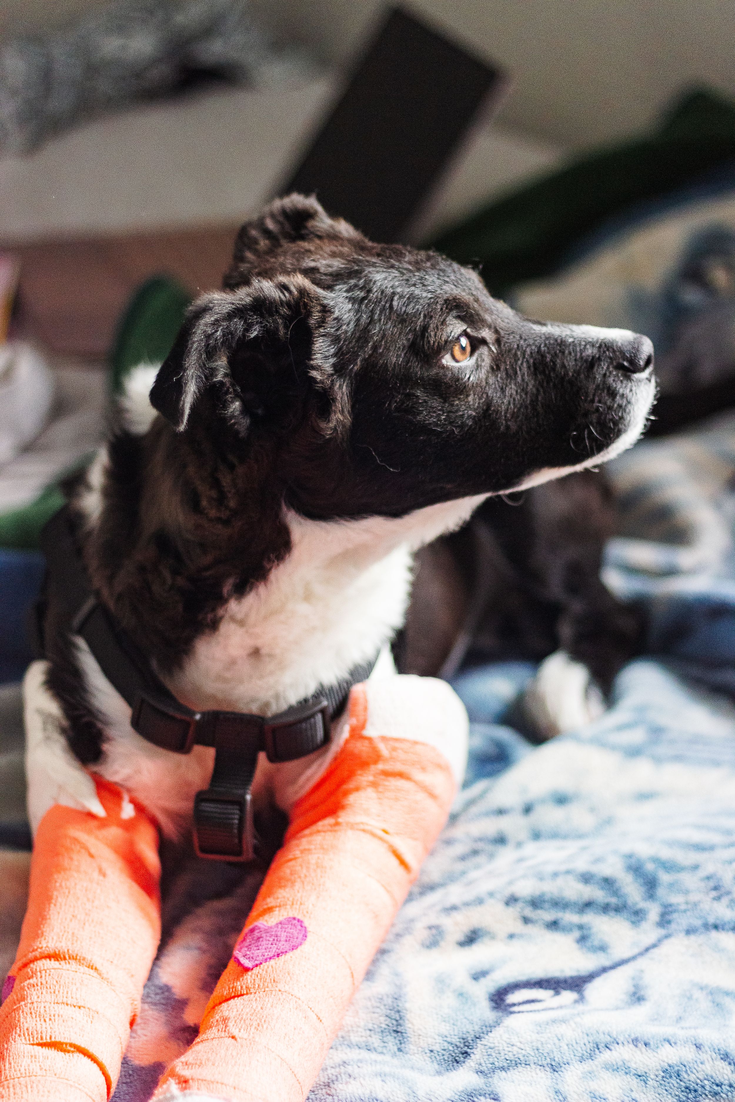 A black and white puppy is on a bed with the sun on its face. The profile of the dog is shown. It has orange casts on it's front legs.