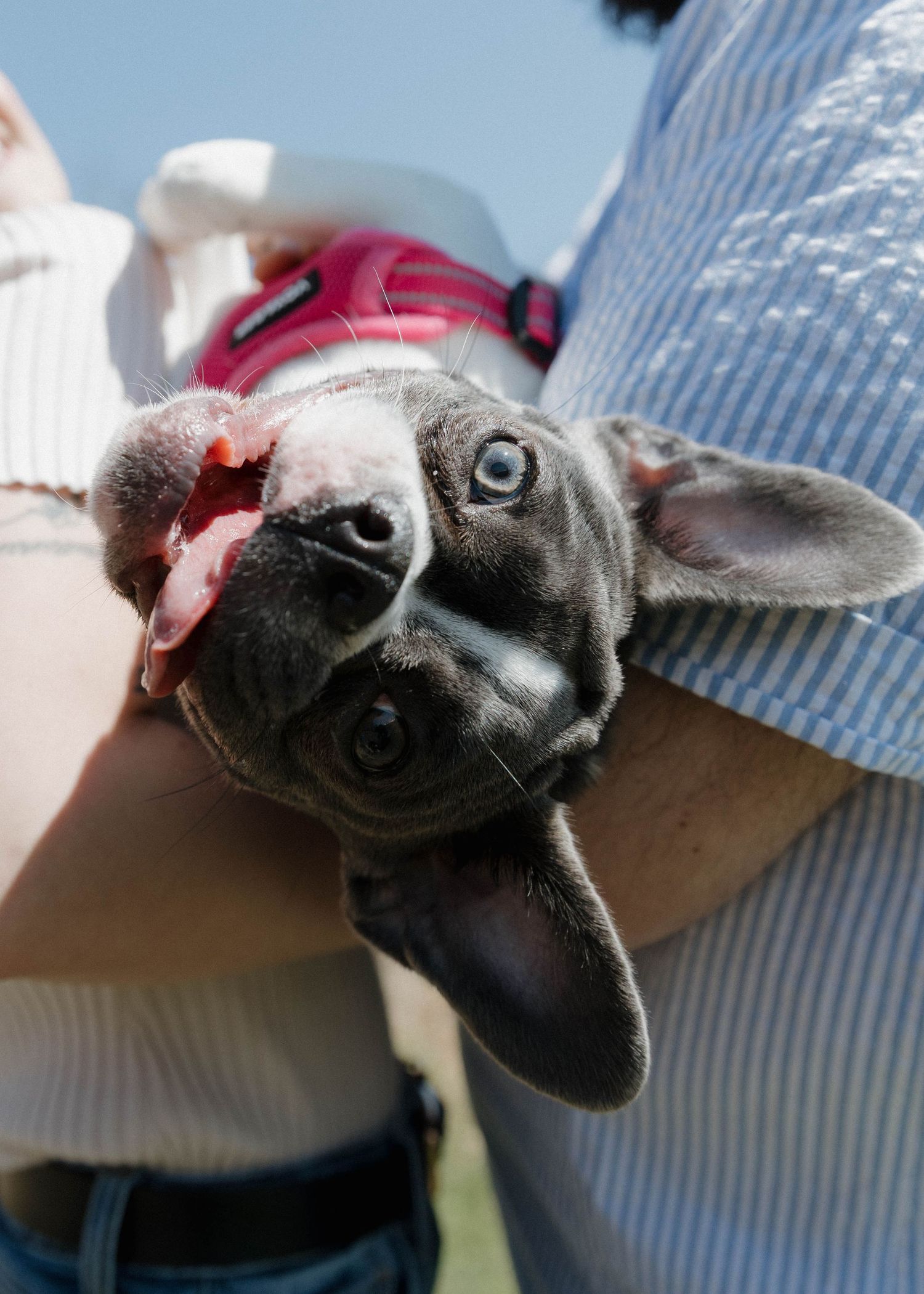 A close-up portrait of a gray French Bulldog wearing a pink collar while lying upside down.