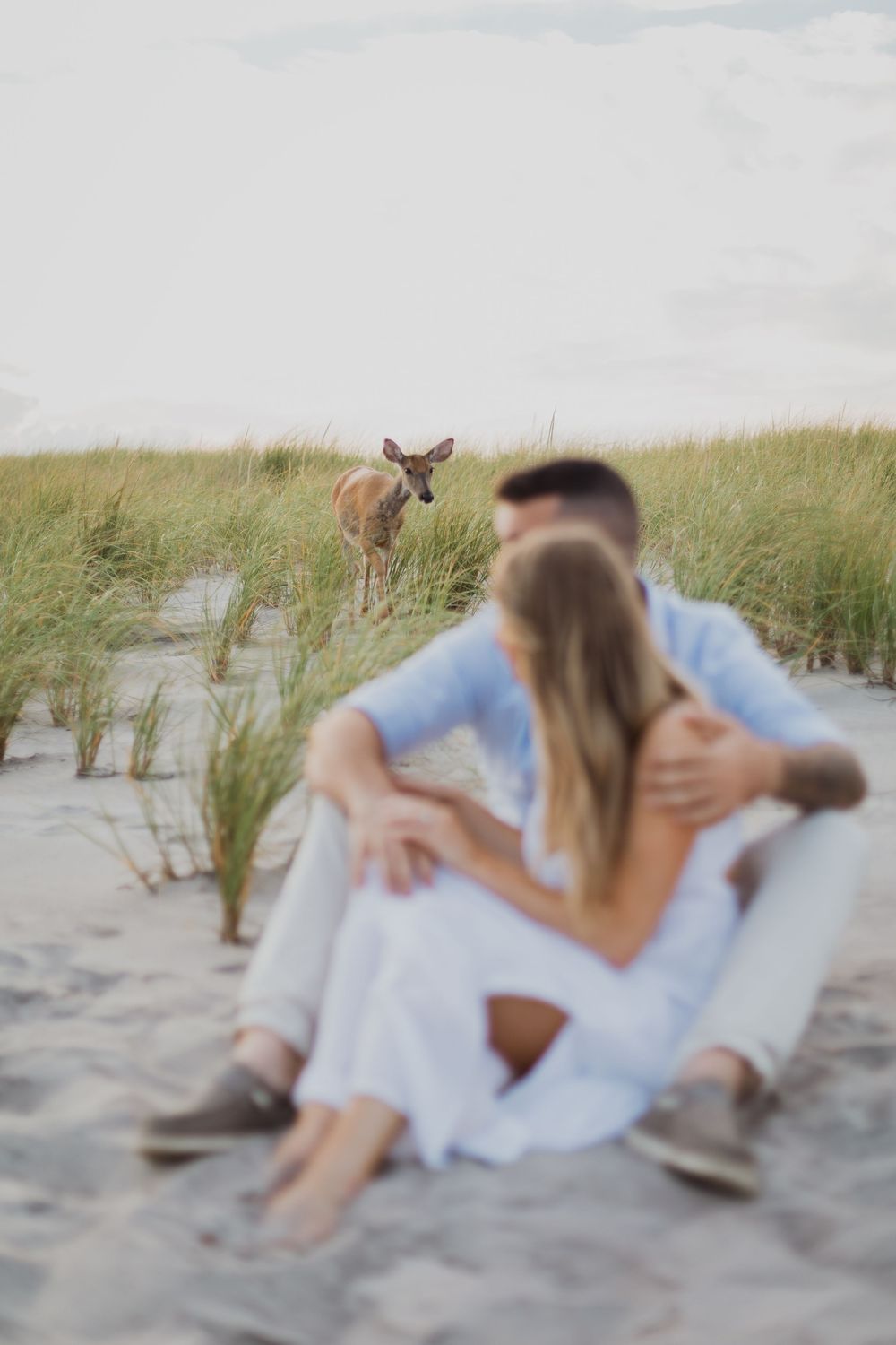 A curious deer wanders near a couple sitting together on sandy beach dunes with tall grass in the background.